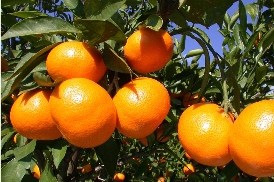 AOTAN NO MIKANSHU 8% 720ML Mandarin oranges liqueur